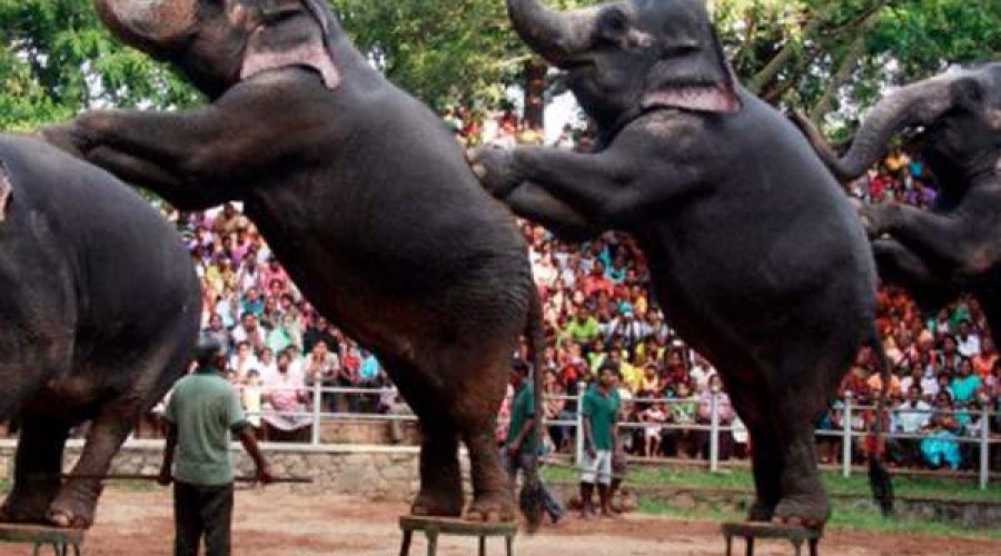 தெஹிவளை மிருகக் காட்சியை பார்வையிடுபவர்களுக்கு அரிய வாய்ப்பு