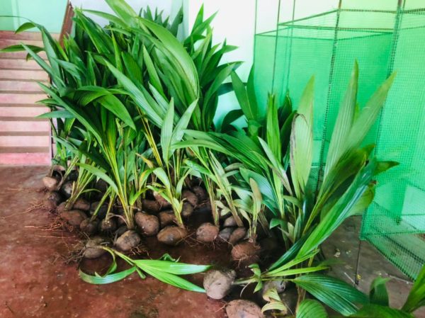 5,000 மரம் நடும் திட்டம் வல்வையில்